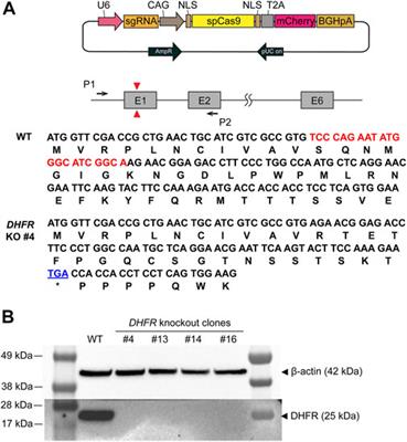 Hybrid cell line development system utilizing site-specific integration and methotrexate-mediated gene amplification in Chinese hamster ovary cells